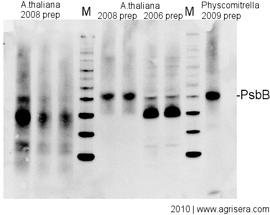 AgriSera-WesternBlot-Abb2