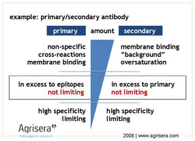 AgriSera-WesternBlot-Abb5