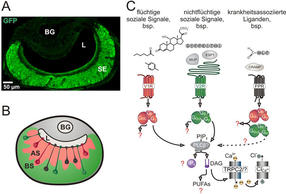 Leica-Nase-Abb3_de