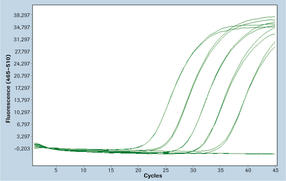 RealTime ready RT-qPCR Assay Development and Qualification
