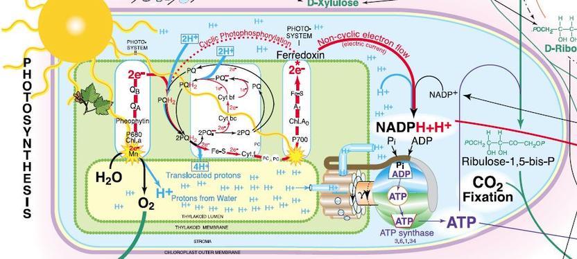 Biochemical Pathways Chart