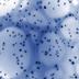 Datenspeicher mit Lachs-DNA und Nano-Silber_1
