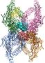 Estructura tetramérica de la alfa2-macroglobulina