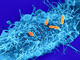 Angriffswerkzeug der Bakterien hochaufgelöst in 3D_1