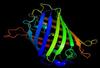 A non-invasive intracellular 'thermometer' with fluorescent proteins has been created