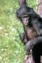 Forscher entschlüsseln das Bonobo-Genom