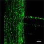 Bacterial community inside the plant root