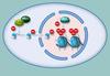 methylation of histones