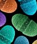microbial DNA