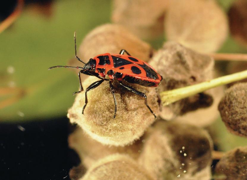 fressen von bakterien