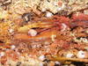 Wood on the seafloor - an oasis for deep-sea life