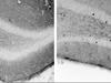 Experience leads to the growth of new brain cells