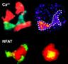 Going live – immune cell activation in multiple sclerosis
