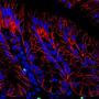 Penn study shows how immune system peacefully co-exists with 'good' bacteria