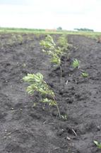 Black locust showing promise for biomass potential