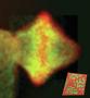 Researchers develop catalyst material for fuel cells