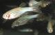 Forschen an Fischen
