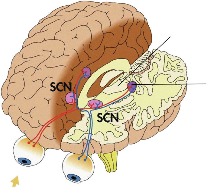 From the reveller to the lark The internal clock changes with age