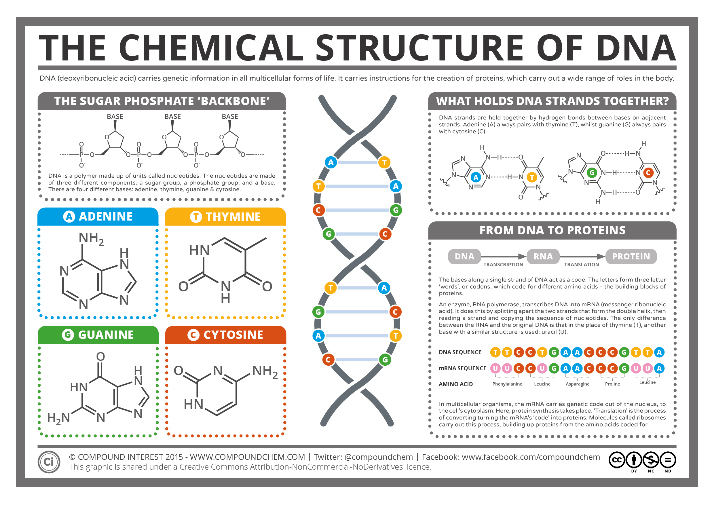 The Chemical Structure Of Dna