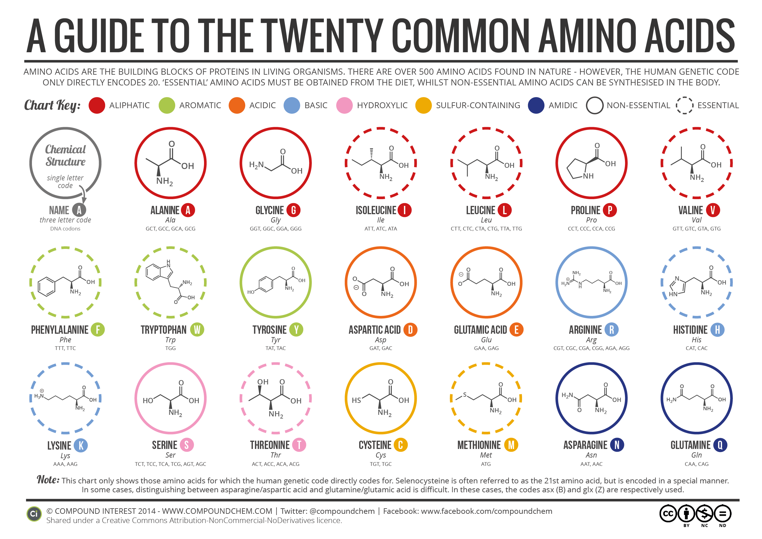 a-brief-guide-to-the-twenty-common-amino-acids