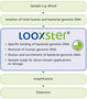 xLooxsterAN1