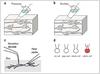 Leica-Elektrophysiologie-Abb1