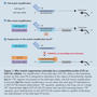 Roche-hayashizaki-abb1
