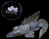 Warum Fische im Eismeer nicht einfrieren