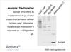 AgriSera-WesternBlot-Abb1