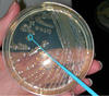 GramID