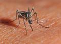 Warum AUTAN so erfolgreich gegen Mücken und andere Insekten wirkt