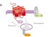 Neues Werkzeug in der GPCR-Forschung: CRISPR/Cas9 fusioniert Luciferase mit GPCRs für BRET-Assays