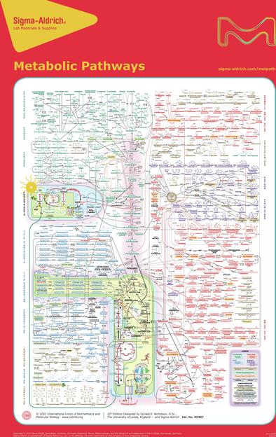 Biochemical Pathways Wall Chart