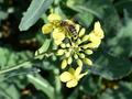 Bienen in Gefahr: Werden Neonicotinoide von den Feldern verbannt?