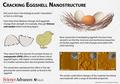 Nanostruktur von Eierschalen geknackt