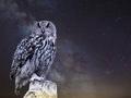 Night owls have higher risk of dying sooner
