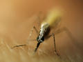 Neuer Impfstoff-Kandidat gegen Malaria erfolgreich untersucht