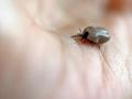 Ticks on migratory birds found to carry newly discovered hemorrhagic fever virus