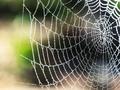 A new kind of vaccine based on spider silk