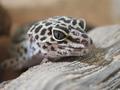Winzige Lichtdetektoren funktionieren wie Gecko-Ohren