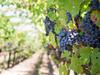 UK wine-making areas to rival Champagne revealed