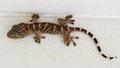Warum Geckos an Wänden haften können