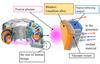 Developing new materials for the fusion reactor