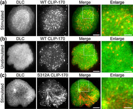 CLIP-170 phosphorylation regulates MTOC repositioning and full activation of T cells