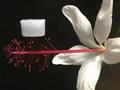Ultra-lightweight ceramic material that withstands extreme temperatures