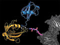 Labeling proteins with ubiquitin paves new road to cell regulation research