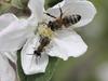 Una abeja melífera y un macho Andrena sp. en una flor de manzana