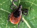 An innovative new diagnostic for Lyme disease
