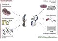 How CRISPR can help fight against neurodegenerative diseases