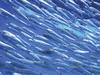 Rettung für Sardine und Sardelle: Mit Hilfe von Mikroalgen DHA biotechnologisch herstellen